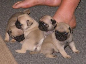 Pug carlino cachorros macho y hembra