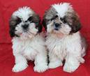 Shih Tzu macho y hembra cachorros