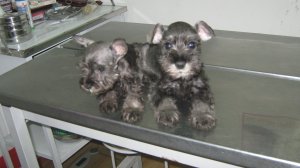 Cachorros de schnauzer miniatura en buen hogar