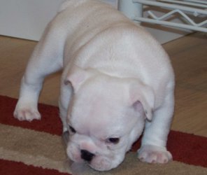 
Precio Bulldog...........<strong>   $35,000.00  A   $60,000.00    (dependiendo la calidad)</strong> <br><br>


100% pura raza, registrados todos los papeles en regla se envian a cualquier parte de la Republica.<br><br> 

<li>Contrato de compraventa<br><br></li>


<li>Seguro de vida gratuito por escrito de 5 años que cubre muerte en caso de cuestiones virales</li>
<br><br>

<li>Garantía de Pureza Racial<br><br></li>

<li>Certificado de registro inicial que extiende la Federación Canófila Mexicana donde los cachorros se entregan con tatuaje y microchip</li>

