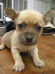 
Precio Chihuahua...........<strong>     $16,500.00  A   $20,000.00    (dependiendo del tamaño y color)</strong> <br><br>


100% pura raza, registrados todos los papeles en regla se envian a cualquier parte de la Republica.<br><br> 

<li>Contrato de compraventa<br><br></li>


<li>Seguro de vida gratuito por escrito de 5 años que cubre muerte en caso de cuestiones virales</li>
<br><br>

<li>Garantía de Pureza Racial<br><br></li>

<li>Certificado de registro inicial que extiende la Federación Canófila Mexicana donde los cachorros se entregan con tatuaje y microchip</li>

