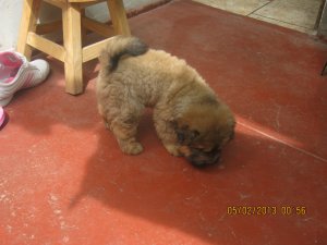 Venta de sharpei pelo de oso