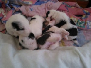 Cachorros de fox terrier