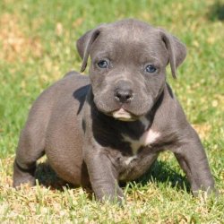 Preciosa cachorros Pit bull y trabajadoras para un hogar amoroso