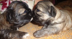 Vendo cachorros pekineses