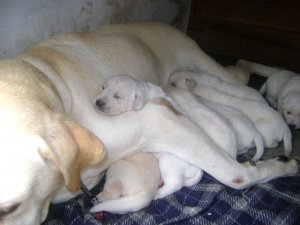 Lindos cachorritos labradores