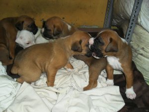 Vendo cachorros de raza \