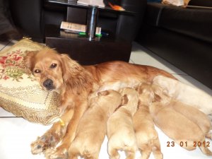 Vendo lindos cachorritos cocker spaniel