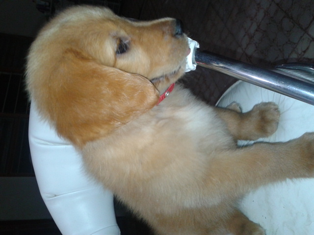 venta de cachorros golden retriever