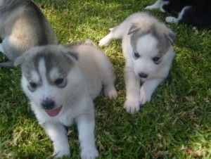 Cachorros de Husky