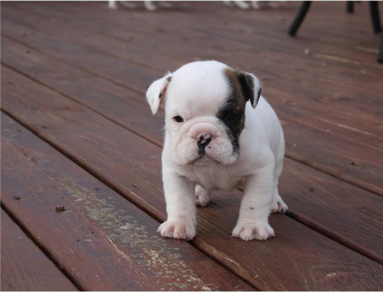 Adorable Bulldog Inglés cachorros disponibles 