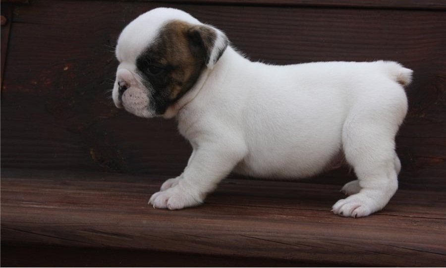 Adorable Bulldog Inglés cachorros disponibles