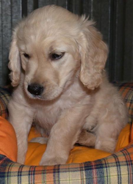 
Precio Golden Retriever...........<strong>             $15,500.00</strong> <br><br>


100% pura raza, registrados todos los papeles en regla se envian a cualquier parte de la Republica.<br><br> 

<li>Contrato de compraventa<br><br></li>


<li>Seguro de vida gratuito por escrito de 5 años que cubre muerte en caso de cuestiones virales</li>
<br><br>

<li>Garantía de Pureza Racial<br><br></li>

<li>Certificado de registro inicial que extiende la Federación Canófila Mexicana donde los cachorros se entregan con tatuaje y microchip</li>

