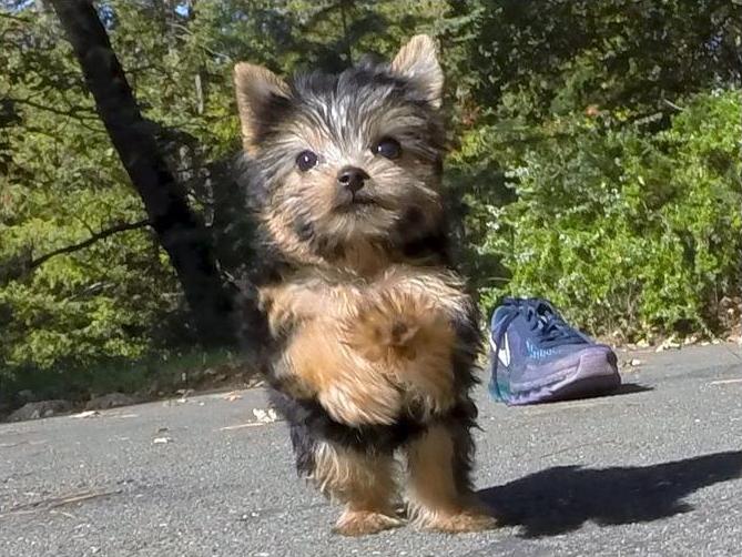 
Precio Yorkshire Terrier...........<strong>$18,000.00   A   $25,000.00  (dependiendo del tamaño, sexo, color y calidad)</strong> <br><br>


100% pura raza, registrados todos los papeles en regla se envian a cualquier parte de la Republica.<br><br> 

<li>Contrato de compraventa<br><br></li>


<li>Seguro de vida gratuito por escrito de 5 años que cubre muerte en caso de cuestiones virales</li>
<br><br>

<li>Garantía de Pureza Racial<br><br></li>

<li>Certificado de registro inicial que extiende la Federación Canófila Mexicana donde los cachorros se entregan con tatuaje y microchip</li>

