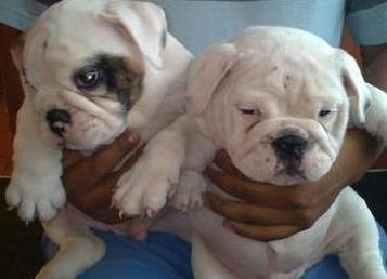 
Precio Bulldog...........<strong>   $35,000.00  A   $60,000.00    (dependiendo la calidad)</strong> <br><br>


100% pura raza, registrados todos los papeles en regla se envian a cualquier parte de la Republica.<br><br> 

<li>Contrato de compraventa<br><br></li>


<li>Seguro de vida gratuito por escrito de 5 años que cubre muerte en caso de cuestiones virales</li>
<br><br>

<li>Garantía de Pureza Racial<br><br></li>

<li>Certificado de registro inicial que extiende la Federación Canófila Mexicana donde los cachorros se entregan con tatuaje y microchip</li>

