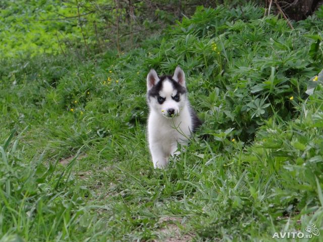 
Precio Siberian husky...........<strong>            $18,500.00  A  $22,000.00  (dependiendo del color)</strong> <br><br>


100% pura raza, registrados todos los papeles en regla se envian a cualquier parte de la Republica.<br><br> 

<li>Contrato de compraventa<br><br></li>


<li>Seguro de vida gratuito por escrito de 5 años que cubre muerte en caso de cuestiones virales</li>
<br><br>

<li>Garantía de Pureza Racial<br><br></li>

<li>Certificado de registro inicial que extiende la Federación Canófila Mexicana donde los cachorros se entregan con tatuaje y microchip</li>

