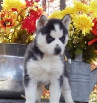 
Precio Siberian husky...........<strong>            $18,500.00  A  $22,000.00  (dependiendo del color)</strong> <br><br>


100% pura raza, registrados todos los papeles en regla se envian a cualquier parte de la Republica.<br><br> 

<li>Contrato de compraventa<br><br></li>


<li>Seguro de vida gratuito por escrito de 5 años que cubre muerte en caso de cuestiones virales</li>
<br><br>

<li>Garantía de Pureza Racial<br><br></li>

<li>Certificado de registro inicial que extiende la Federación Canófila Mexicana donde los cachorros se entregan con tatuaje y microchip</li>

