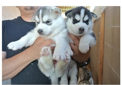 Hombres y Mujeres Huskies siberianos