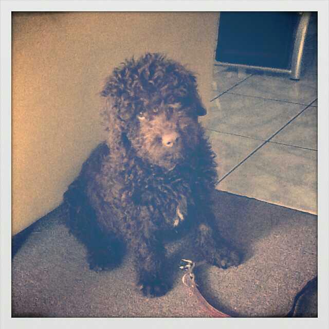 Cachorros de perros de aguas español