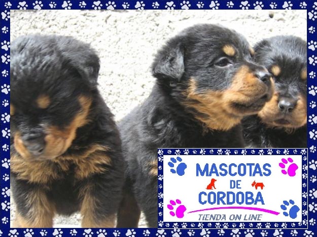 
Precio Rottweiler...........<strong>   $18,000.00</strong> <br><br>


100% pura raza, registrados todos los papeles en regla se envian a cualquier parte de la Republica.<br><br> 

<li>Contrato de compraventa<br><br></li>


<li>Seguro de vida gratuito por escrito de 5 años que cubre muerte en caso de cuestiones virales</li>
<br><br>

<li>Garantía de Pureza Racial<br><br></li>

<li>Certificado de registro inicial que extiende la Federación Canófila Mexicana donde los cachorros se entregan con tatuaje y microchip</li>

