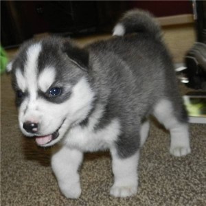 
Precio Siberian husky...........<strong>            $18,500.00  A  $22,000.00  (dependiendo del color)</strong> <br><br>


100% pura raza, registrados todos los papeles en regla se envian a cualquier parte de la Republica.<br><br> 

<li>Contrato de compraventa<br><br></li>


<li>Seguro de vida gratuito por escrito de 5 años que cubre muerte en caso de cuestiones virales</li>
<br><br>

<li>Garantía de Pureza Racial<br><br></li>

<li>Certificado de registro inicial que extiende la Federación Canófila Mexicana donde los cachorros se entregan con tatuaje y microchip</li>

