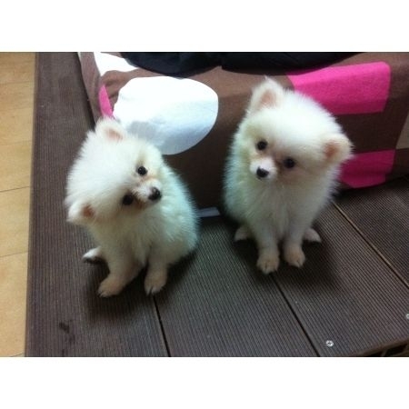 Precio: <br><br>

Pomerania Estándar $16,900 <br>
Lulú $19,300 <br><br>

100% pura raza, registrados todos los papeles en regla se envian a cualquier parte de la Republica. <br><br>

. Todos nuestros cachorros tienen tatuaje, microchip y registro. Cachorro sano y 100% de raza pura, la cual garantizamos en nuestra póliza de 5 años por cualquier enfermedad viral y pureza racial. Estamos en Estado de Mexico