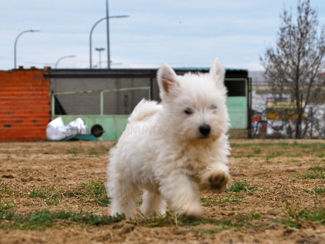 West highland white conocido como westy cachorros de raza