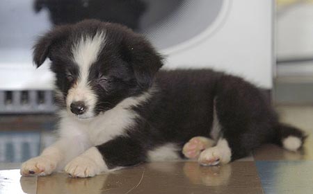 
Precio Border collie...........<strong> $16,500.00</strong> <br><br>


100% pura raza, registrados todos los papeles en regla se envian a cualquier parte de la Republica.<br><br> 

<li>Contrato de compraventa<br><br></li>


<li>Seguro de vida gratuito por escrito de 5 años que cubre muerte en caso de cuestiones virales</li>
<br><br>

<li>Garantía de Pureza Racial<br><br></li>

<li>Certificado de registro inicial que extiende la Federación Canófila Mexicana donde los cachorros se entregan con tatuaje y microchip</li>

