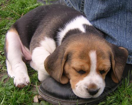 Cachorrita Beagle pedigri