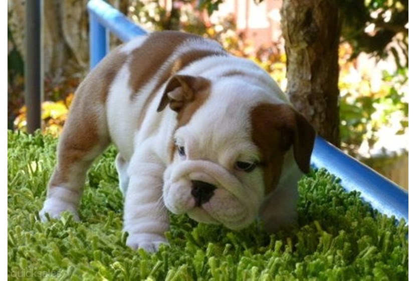 Autenticos cachorros de bulldog ingles para adopcion