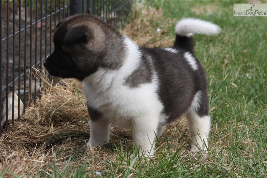 Se vende preciosa camada de Akita Inu