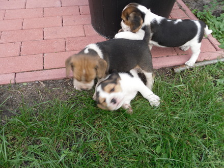 Tricolor cachorros beagle