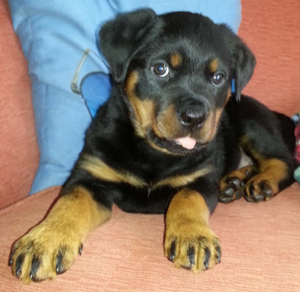 
Precio Rottweiler...........<strong>   $18,000.00</strong> <br><br>


100% pura raza, registrados todos los papeles en regla se envian a cualquier parte de la Republica.<br><br> 

<li>Contrato de compraventa<br><br></li>


<li>Seguro de vida gratuito por escrito de 5 años que cubre muerte en caso de cuestiones virales</li>
<br><br>

<li>Garantía de Pureza Racial<br><br></li>

<li>Certificado de registro inicial que extiende la Federación Canófila Mexicana donde los cachorros se entregan con tatuaje y microchip</li>

