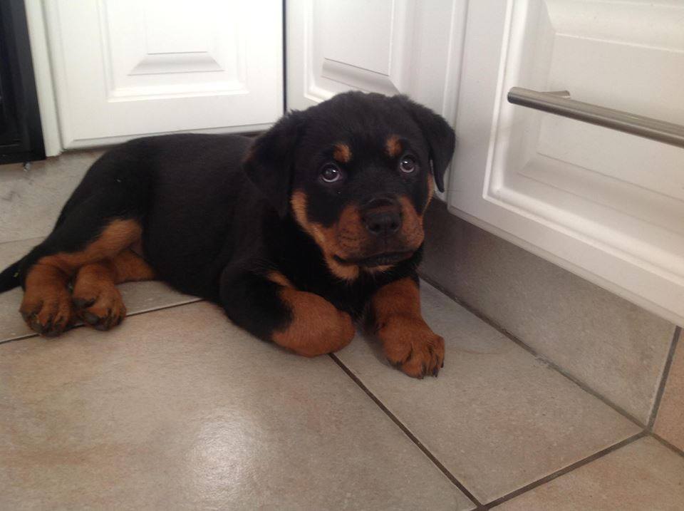 
Precio Rottweiler...........<strong>   $18,000.00</strong> <br><br>


100% pura raza, registrados todos los papeles en regla se envian a cualquier parte de la Republica.<br><br> 

<li>Contrato de compraventa<br><br></li>


<li>Seguro de vida gratuito por escrito de 5 años que cubre muerte en caso de cuestiones virales</li>
<br><br>

<li>Garantía de Pureza Racial<br><br></li>

<li>Certificado de registro inicial que extiende la Federación Canófila Mexicana donde los cachorros se entregan con tatuaje y microchip</li>

