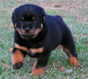 Macho Cachorros Rottweiler listos con pedegree para montas