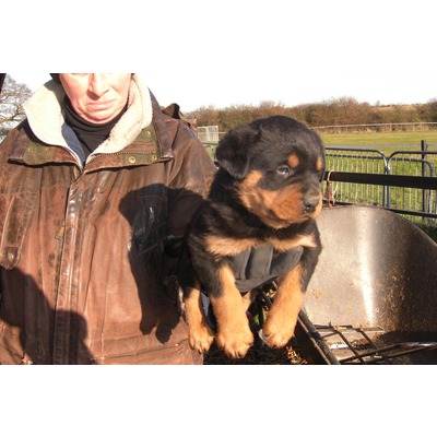 
Precio Rottweiler...........<strong>   $18,000.00</strong> <br><br>


100% pura raza, registrados todos los papeles en regla se envian a cualquier parte de la Republica.<br><br> 

<li>Contrato de compraventa<br><br></li>


<li>Seguro de vida gratuito por escrito de 5 años que cubre muerte en caso de cuestiones virales</li>
<br><br>

<li>Garantía de Pureza Racial<br><br></li>

<li>Certificado de registro inicial que extiende la Federación Canófila Mexicana donde los cachorros se entregan con tatuaje y microchip</li>

