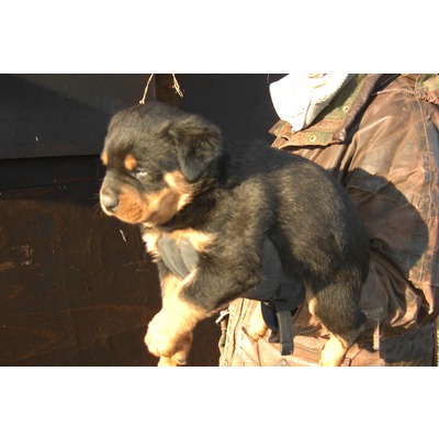 
Precio Rottweiler...........<strong>   $18,000.00</strong> <br><br>


100% pura raza, registrados todos los papeles en regla se envian a cualquier parte de la Republica.<br><br> 

<li>Contrato de compraventa<br><br></li>


<li>Seguro de vida gratuito por escrito de 5 años que cubre muerte en caso de cuestiones virales</li>
<br><br>

<li>Garantía de Pureza Racial<br><br></li>

<li>Certificado de registro inicial que extiende la Federación Canófila Mexicana donde los cachorros se entregan con tatuaje y microchip</li>

