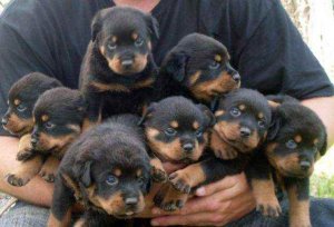 
Precio Rottweiler...........<strong>   $18,000.00</strong> <br><br>


100% pura raza, registrados todos los papeles en regla se envian a cualquier parte de la Republica.<br><br> 

<li>Contrato de compraventa<br><br></li>


<li>Seguro de vida gratuito por escrito de 5 años que cubre muerte en caso de cuestiones virales</li>
<br><br>

<li>Garantía de Pureza Racial<br><br></li>

<li>Certificado de registro inicial que extiende la Federación Canófila Mexicana donde los cachorros se entregan con tatuaje y microchip</li>

