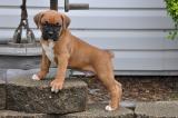 
Precio Boxer...........<strong> $16,500.00</strong> <br><br>


100% pura raza, registrados todos los papeles en regla se envian a cualquier parte de la Republica.<br><br> 

<li>Contrato de compraventa<br><br></li>


<li>Seguro de vida gratuito por escrito de 5 años que cubre muerte en caso de cuestiones virales</li>
<br><br>

<li>Garantía de Pureza Racial<br><br></li>

<li>Certificado de registro inicial que extiende la Federación Canófila Mexicana donde los cachorros se entregan con tatuaje y microchip</li>

