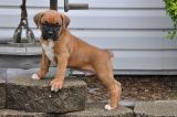 Cachorros boxer adorable y dulce para su aprobación