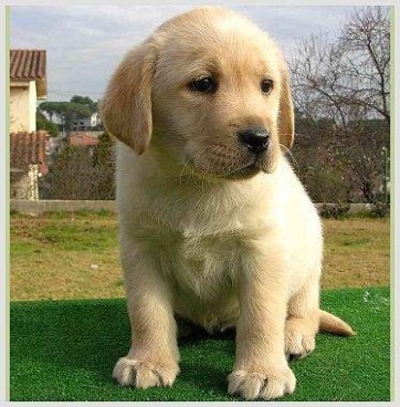 
Precio Labrador Retriever...........<strong>$16,500.00  A   $20,000.00    (dependiendo del color)</strong> <br><br>


100% pura raza, registrados todos los papeles en regla se envian a cualquier parte de la Republica.<br><br> 

<li>Contrato de compraventa<br><br></li>


<li>Seguro de vida gratuito por escrito de 5 años que cubre muerte en caso de cuestiones virales</li>
<br><br>

<li>Garantía de Pureza Racial<br><br></li>

<li>Certificado de registro inicial que extiende la Federación Canófila Mexicana donde los cachorros se entregan con tatuaje y microchip</li>

