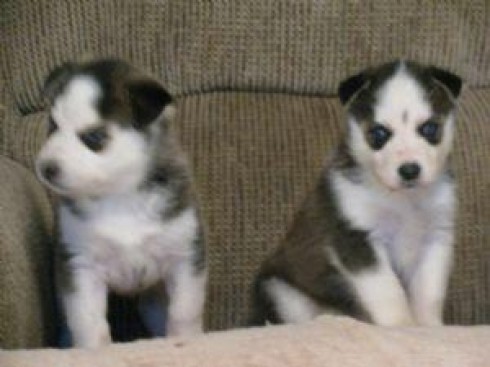 
Precio Siberian husky...........<strong>            $18,500.00  A  $22,000.00  (dependiendo del color)</strong> <br><br>


100% pura raza, registrados todos los papeles en regla se envian a cualquier parte de la Republica.<br><br> 

<li>Contrato de compraventa<br><br></li>


<li>Seguro de vida gratuito por escrito de 5 años que cubre muerte en caso de cuestiones virales</li>
<br><br>

<li>Garantía de Pureza Racial<br><br></li>

<li>Certificado de registro inicial que extiende la Federación Canófila Mexicana donde los cachorros se entregan con tatuaje y microchip</li>

