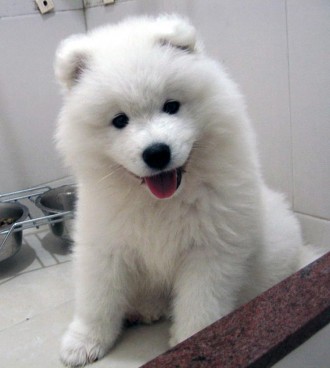 
Precio Samoyedo...........<strong>$35,000.00</strong> <br><br>


100% pura raza, registrados todos los papeles en regla se envian a cualquier parte de la Republica.<br><br> 

<li>Contrato de compraventa<br><br></li>


<li>Seguro de vida gratuito por escrito de 5 años que cubre muerte en caso de cuestiones virales</li>
<br><br>

<li>Garantía de Pureza Racial<br><br></li>

<li>Certificado de registro inicial que extiende la Federación Canófila Mexicana donde los cachorros se entregan con tatuaje y microchip</li>

