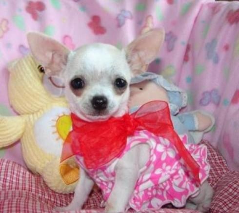 
Precio Chihuahua...........<strong>     $16,500.00  A   $20,000.00    (dependiendo del tamaño y color)</strong> <br><br>


100% pura raza, registrados todos los papeles en regla se envian a cualquier parte de la Republica.<br><br> 

<li>Contrato de compraventa<br><br></li>


<li>Seguro de vida gratuito por escrito de 5 años que cubre muerte en caso de cuestiones virales</li>
<br><br>

<li>Garantía de Pureza Racial<br><br></li>

<li>Certificado de registro inicial que extiende la Federación Canófila Mexicana donde los cachorros se entregan con tatuaje y microchip</li>

