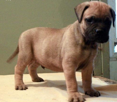 El cachorro es muy amigable y juguetón. El cachorro tiene todos sus documentos aunque sea un año de garantía sanitaria.