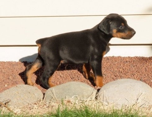 
Precio Doberman...........<strong>            $16,500.00  A  $18,500.00    (dependiendo del tamaño)</strong> <br><br>


100% pura raza, registrados todos los papeles en regla se envian a cualquier parte de la Republica.<br><br> 

<li>Contrato de compraventa<br><br></li>


<li>Seguro de vida gratuito por escrito de 5 años que cubre muerte en caso de cuestiones virales</li>
<br><br>

<li>Garantía de Pureza Racial<br><br></li>

<li>Certificado de registro inicial que extiende la Federación Canófila Mexicana donde los cachorros se entregan con tatuaje y microchip</li>

