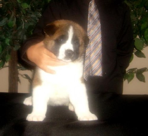   cachorro Akita