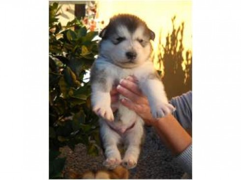 
Precio ALASKAN MALAMUTE...........<strong>$18,500.00</strong> <br><br>

100% pura raza, registrados todos los papeles en regla se envian a cualquier parte de la Republica.<br><br> 

<li>Contrato de compraventa<br><br></li>


<li>Seguro de vida gratuito por escrito de 5 años que cubre muerte en caso de cuestiones virales</li>
<br><br>

<li>Garantía de Pureza Racial<br><br></li>


<li>Certificado de registro inicial que extiende la Federación Canófila Mexicana donde los cachorros se entregan con tatuaje y microchip<br><br></li>

