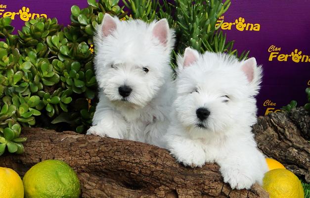 
Precio West highland white terrier...........<strong>$22,000.00</strong> <br><br>


100% pura raza, registrados todos los papeles en regla se envian a cualquier parte de la Republica.<br><br> 

<li>Contrato de compraventa<br><br></li>


<li>Seguro de vida gratuito por escrito de 5 años que cubre muerte en caso de cuestiones virales</li>
<br><br>

<li>Garantía de Pureza Racial<br><br></li>

<li>Certificado de registro inicial que extiende la Federación Canófila Mexicana donde los cachorros se entregan con tatuaje y microchip</li>

