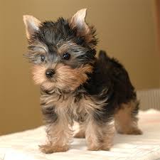 
Precio Yorkshire Terrier...........<strong>$18,000.00   A   $25,000.00  (dependiendo del tamaño, sexo, color y calidad)</strong> <br><br>


100% pura raza, registrados todos los papeles en regla se envian a cualquier parte de la Republica.<br><br> 

<li>Contrato de compraventa<br><br></li>


<li>Seguro de vida gratuito por escrito de 5 años que cubre muerte en caso de cuestiones virales</li>
<br><br>

<li>Garantía de Pureza Racial<br><br></li>

<li>Certificado de registro inicial que extiende la Federación Canófila Mexicana donde los cachorros se entregan con tatuaje y microchip</li>

